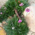 Armeria maritima - Gazon d'Espagne - Oeillet de mer