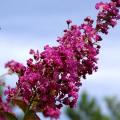 Lagerstroemia indica - Lilas des Indes Lagerstroemia indica - Lilas des Indes