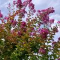 Lagerstroemia indica - Lilas des Indes