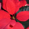 Poinsettia - Etoile de No�l - Euphorbe pulcherrima