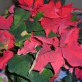 Poinsettia - Etoile de No�l - Euphorbe pulcherrima