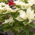 Poinsettia - Etoile de No�l - Euphorbe pulcherrima