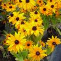 Rudbeckia