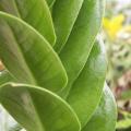 Zamioculcas zamiifolia