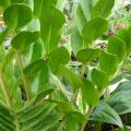 Zamioculcas zamiifolia