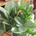Zamioculcas zamiifolia