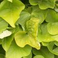 Ipom�e batatas 'Marguerite'