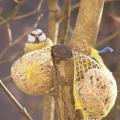 M�sange charbonni�re - Oiseau