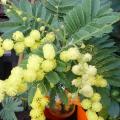 Mimosa - Acacia dealbata