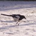 Pie bavarde - Oiseau