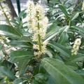 Prunus laurocerasus - Laurier-cerise