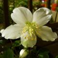 Hellebore niger - Helleborus - Rose de No�l