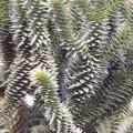 Araucaria araucana - D�sespoir des singes
