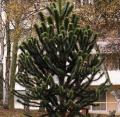 Araucaria araucana - D�sespoir des singes