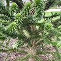 Araucaria araucana - D�sespoir des singes