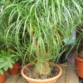Beaucarnea recurvata - Pied d'�l�phant