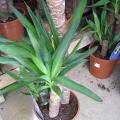 Yucca elephantipes - Pied d'éléphant