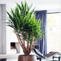 Yucca elephantipes - Pied d'éléphant