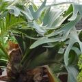 Platycerium  - Foug�re Corne d'Elan