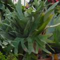Platycerium - Fougère Corne d'Elan