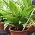 Asplenium nidus - Foug�re nid d'oiseaux 