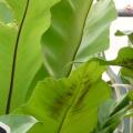 Asplenium nidus - Fougère nid d'oiseaux