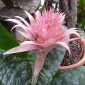 Aechmea fatsiata - Vase d'argent