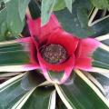 N�or�g�lie de Caroline - Neoregelia carolinae