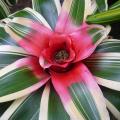 Néorégélie de Caroline - Neoregelia carolinae