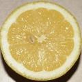 Citron - Citrus limon - Agrume