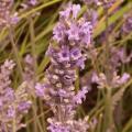 Lavande - Lavandula 