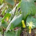 Passiflora citrina - Passiflore