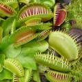 Dion�e - Plante carnivore
