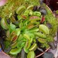 Dion�e - Plante carnivore