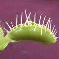 Dion�e - Plante carnivore