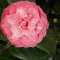 Cam�lia japonica