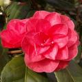 Camélia japonica