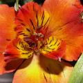 Alstro�m�re - Lis des Incas