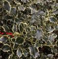 Houx - Ilex aquifolium