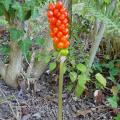 Arum d'Italie - Arum italicum 'Pictum' - Gouet