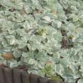 Aegopodium - Herbe-aux-goutteux