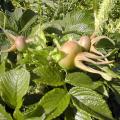 Rosier rugueux - Rosa rugosa