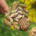 Graphosome italien - Punaise arlequin