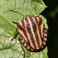 Graphosome italien - Punaise arlequin