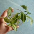 Mis�re - Tradescantia