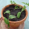 Mis�re - Tradescantia