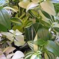 Mis�re - Tradescantia