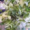 Mis�re - Tradescantia