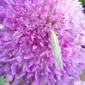 Chrysope