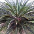 Cycas revoluta, foug�re palmier